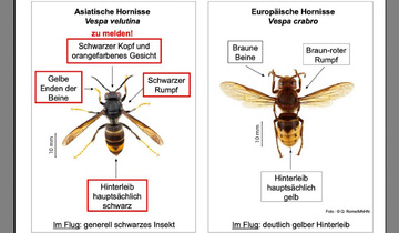 Asiatische Hornisse